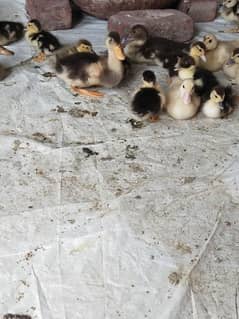 Muscovy chicks 1000 per piece