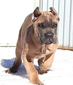 Evil Eyes Cane Corso Pair Available