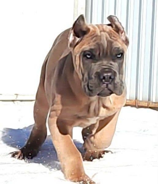 Evil Eyes Cane Corso Pair Available 0