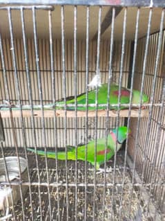 beautiful taking pair for sale