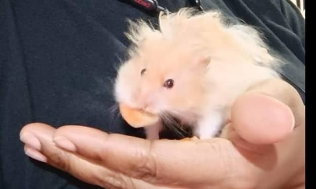 top quality hamsters available 2