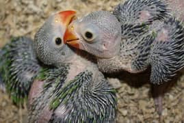 parrot chicks available for sale 25 days old