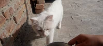 very coperative and playful male cat for sale
