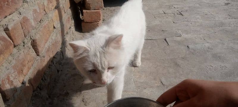 very coperative and playful male cat for sale 0