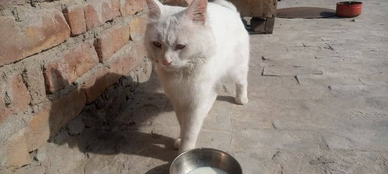 very coperative and playful male cat for sale 1