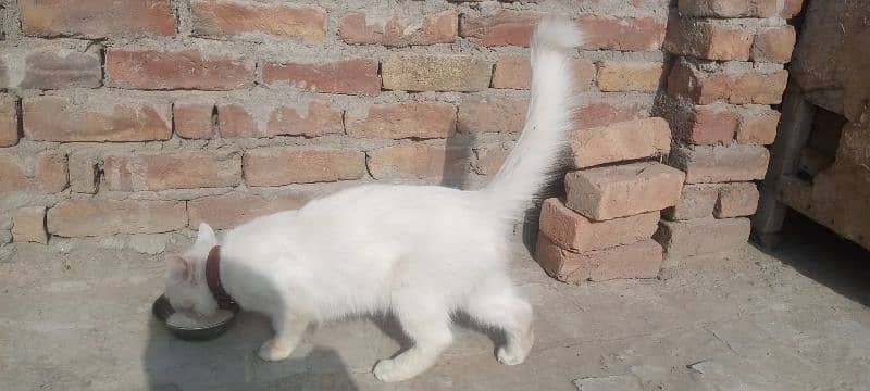 very coperative and playful male cat for sale 2