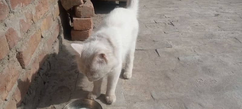 very coperative and playful male cat for sale 3