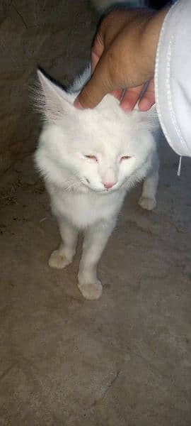 very coperative and playful male cat for sale 4