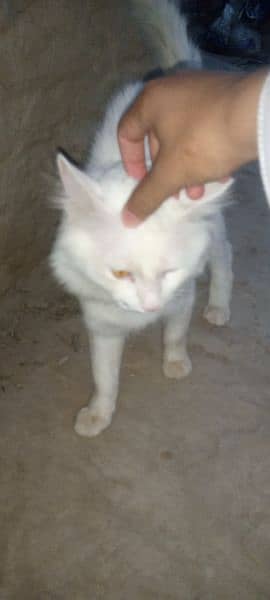 very coperative and playful male cat for sale 5