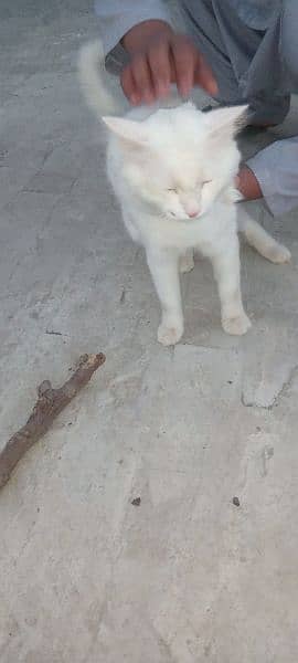 very coperative and playful male cat for sale 6