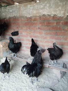 Avaible ayam cemani Black tounge for sale