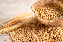 (پنجاب کی حالص گندم ) Punjab ke khalish wheat