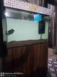 Fish tank with flowerhorn 0