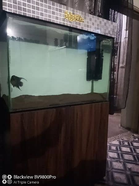 Fish tank with flowerhorn 1