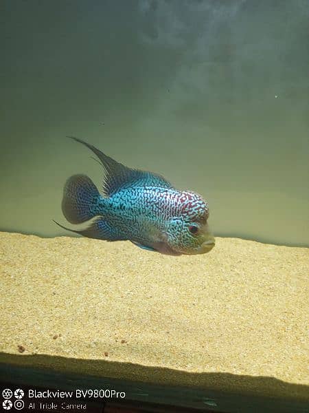Fish tank with flowerhorn 4