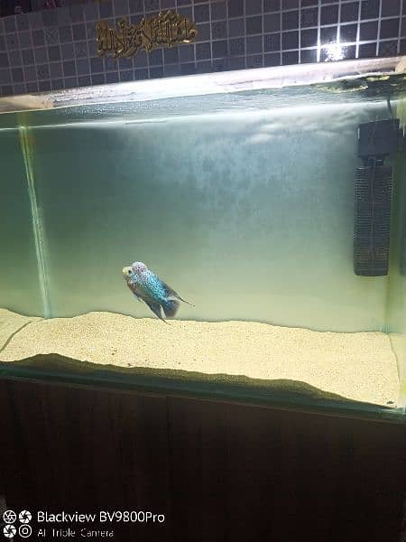 Fish tank with flowerhorn 5