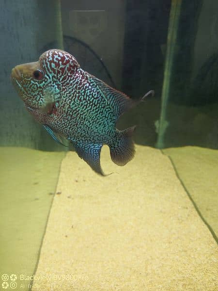 Fish tank with flowerhorn 8
