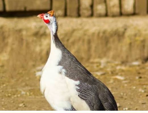 Guineafowl trio set 1