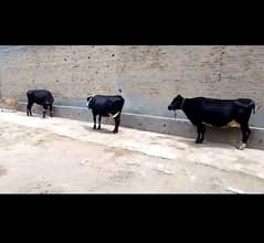 3 cows for sale