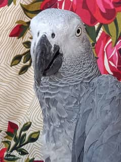 03226913557cal wathsap African gerry parrot arjunt for sale