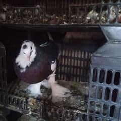 pomeranian pouter pigeon