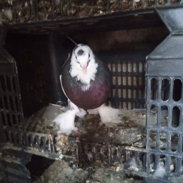 pomeranian pouter pigeon 1