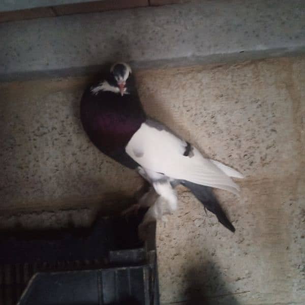 pomeranian pouter pigeon 2