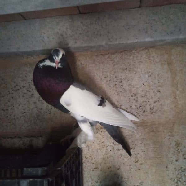 pomeranian pouter pigeon 3