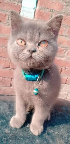 This is a Russian Blue Cat