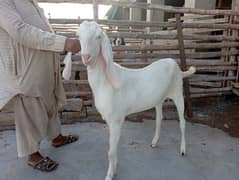 Ghulabi Goats for sale