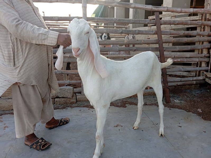Ghulabi Goats for sale 0