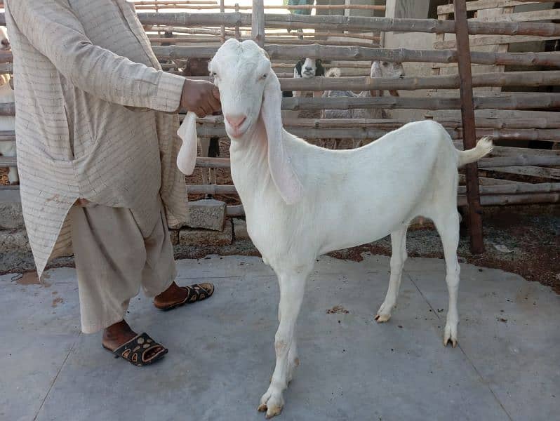 Ghulabi Goats for sale 1