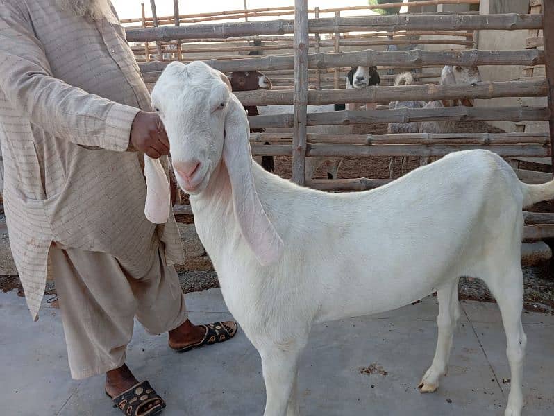 Ghulabi Goats for sale 2