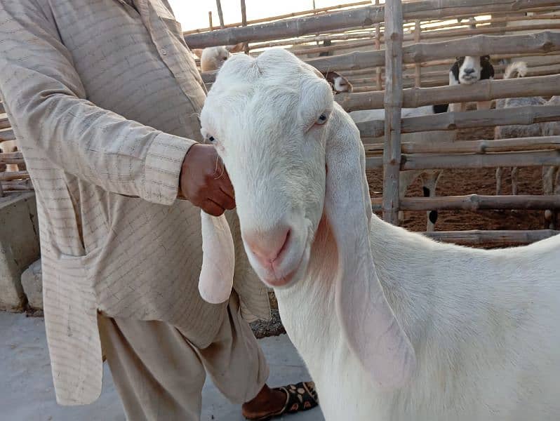 Ghulabi Goats for sale 3