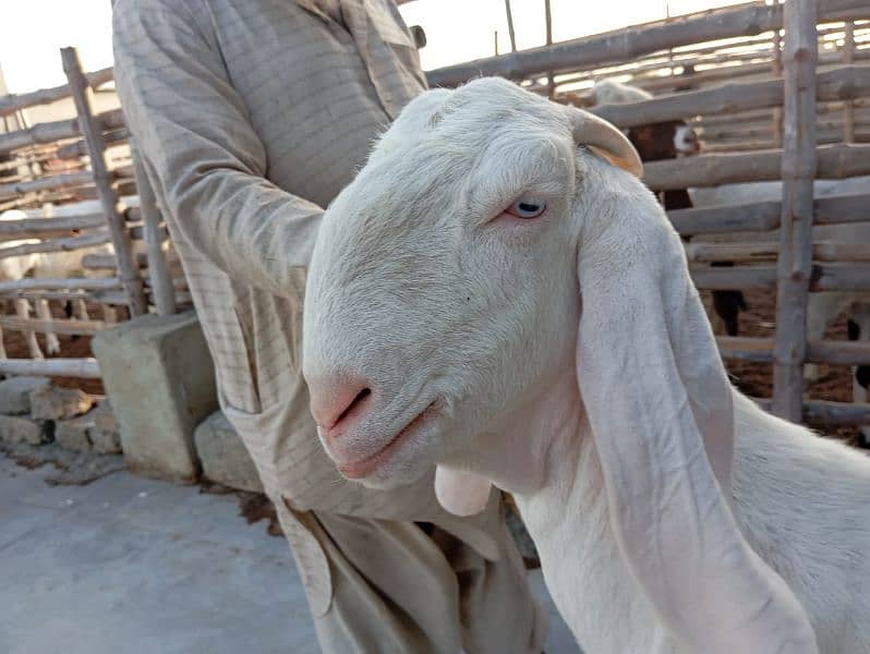Ghulabi Goats for sale 5