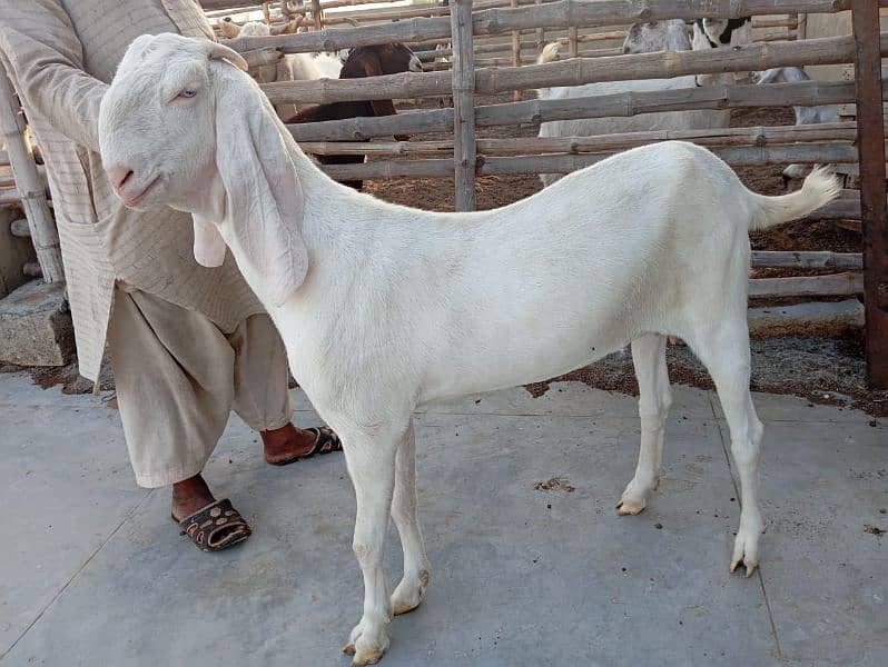 Ghulabi Goats for sale 7