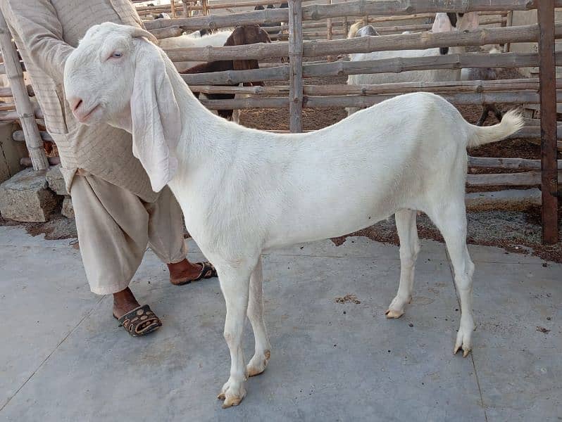 Ghulabi Goats for sale 8