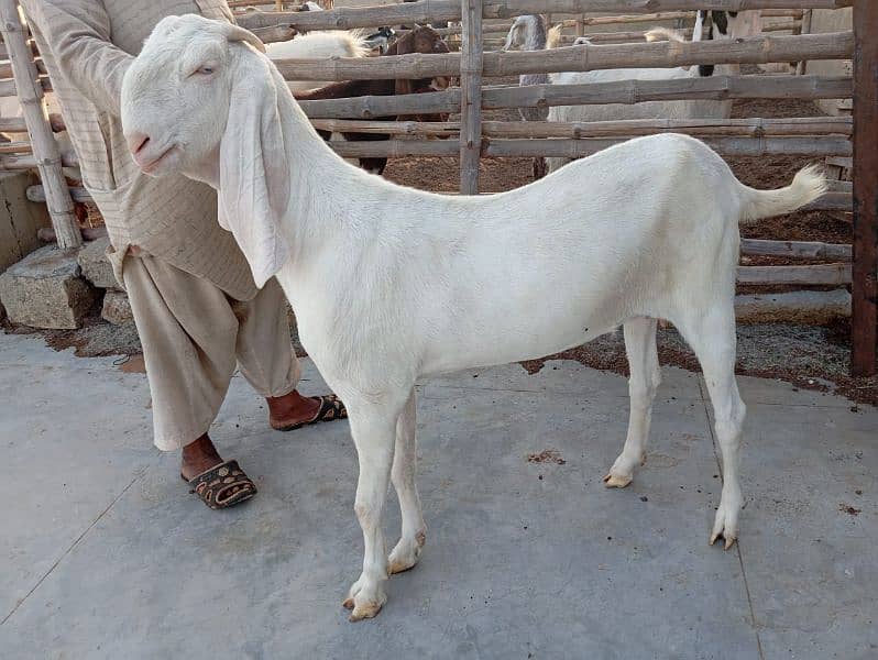 Ghulabi Goats for sale 9