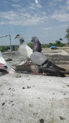 high flyer pigeons