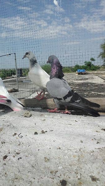 high flyer pigeons 0