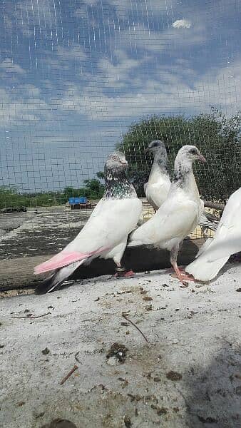 high flyer pigeons 1