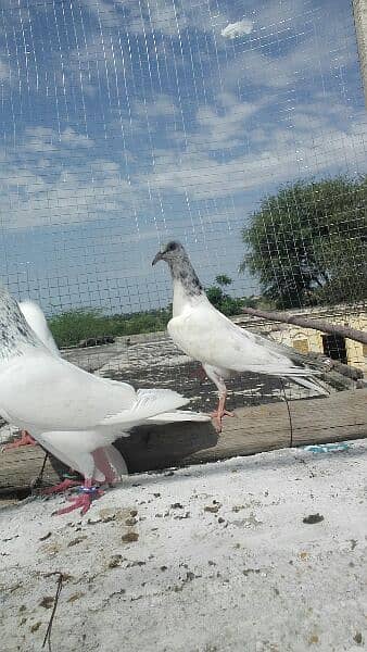 high flyer pigeons 2