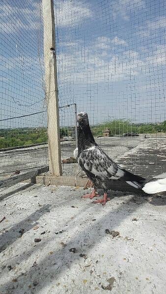 high flyer pigeons 3