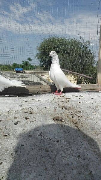 high flyer pigeons 5