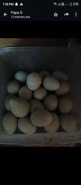 Egg Formi Chand Chakoor 150 per Egg 0