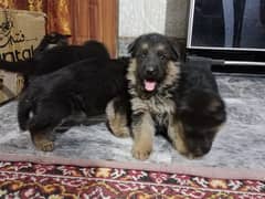 german shepherd long coat puppies 03134930602 0
