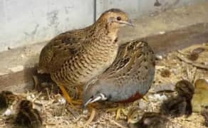 button quail / batair / king quail fresh & fertile  eggs birds & male