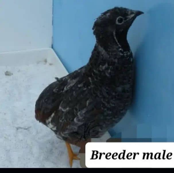 button quail / batair / king quail fresh & fertile eggs birds & male