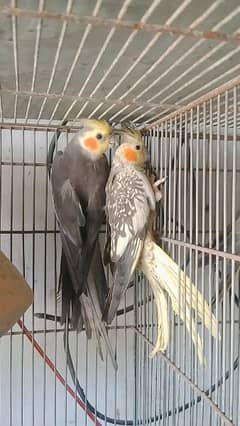 COCKTAIL PAIR (Ready To Breed)