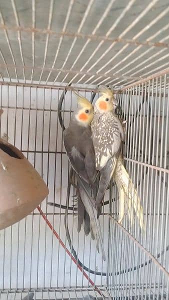 COCKTAIL PAIR (Ready To Breed) 3